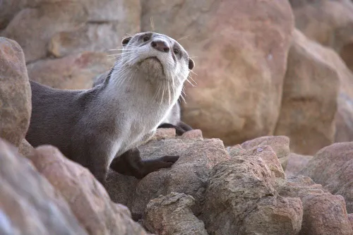 Kaapse otter