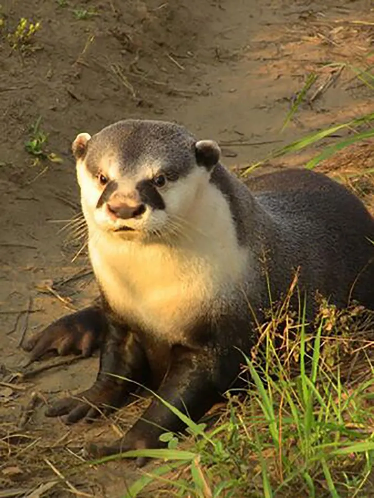 Congolese otter