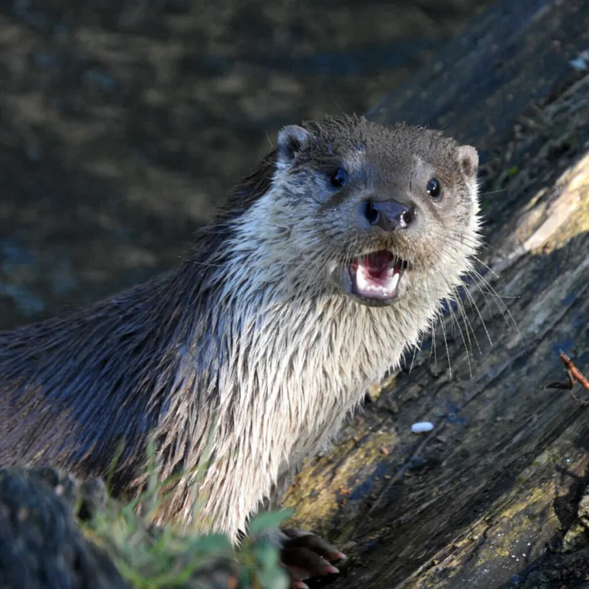 Europese otter
