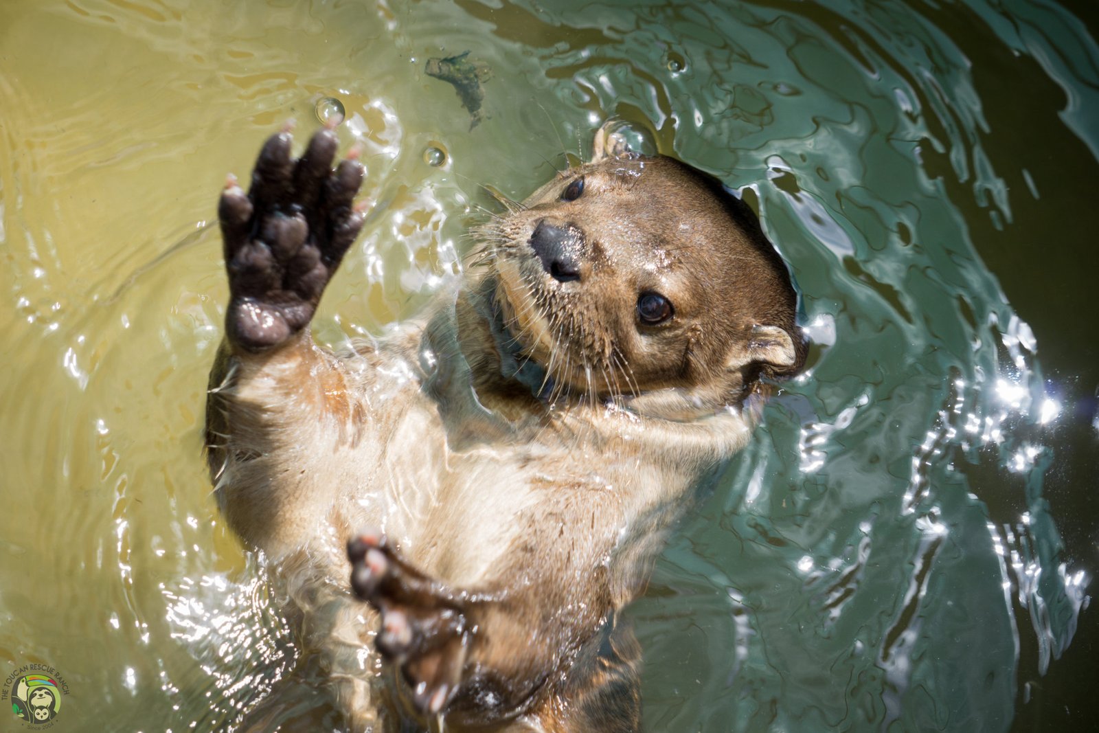 Lontra annectens