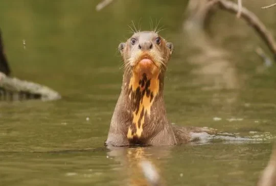 Reuzenotter