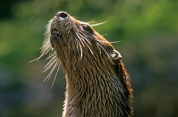Rivierotter