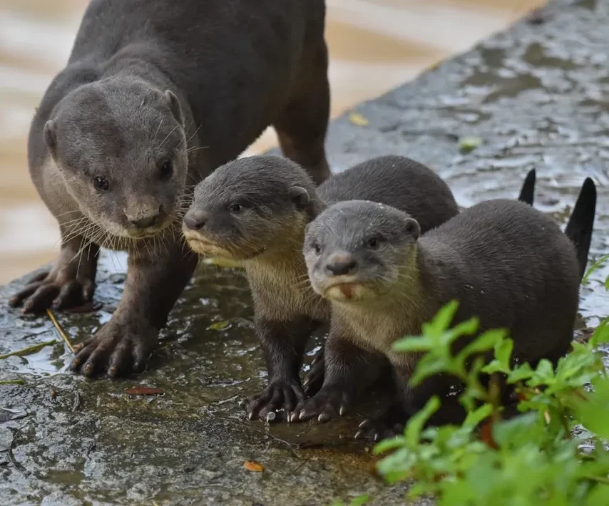Slanke otter