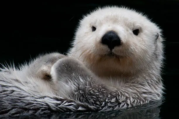 Zeeotter
