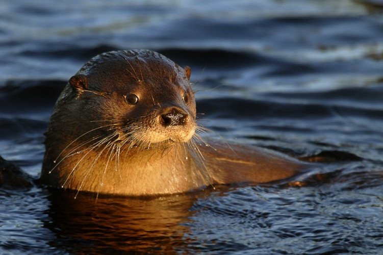 Zuidelijke rivierotter
